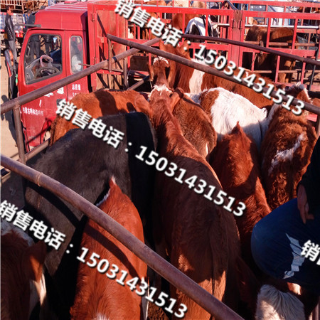 宁波夏洛莱肉牛犊价格  肉牛养殖厂  肉牛肉羊