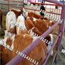 西门塔尔牛养殖河南肉牛犊价格