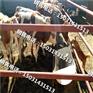 成都纯种西门塔尔牛养殖场肉牛犊