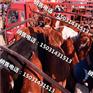 苏州西门塔尔牛牛犊活体肉牛犊