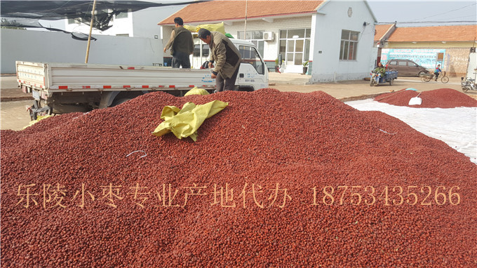 山东金丝小枣厂家&nbsp;&nbsp;金丝小枣产地&nbsp;&nbsp;金丝小枣供应商