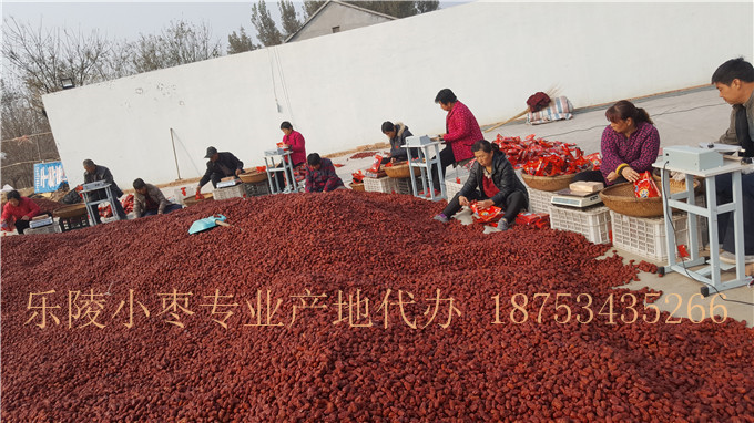 金丝小枣批发市场价格&nbsp;&nbsp;金丝小枣厂家&nbsp;&nbsp;金丝小枣价格
