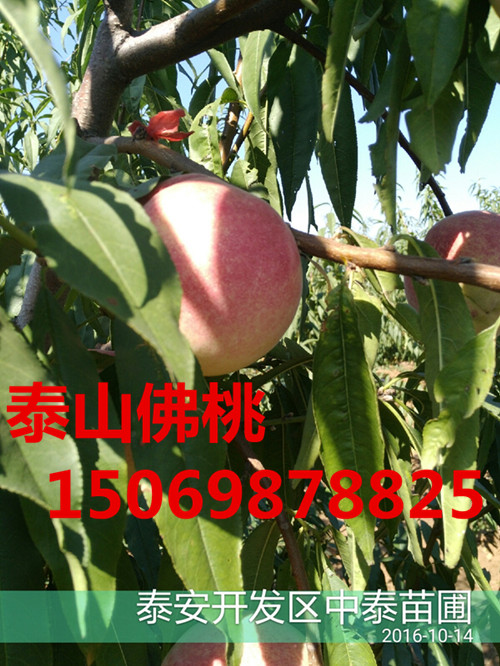 阿拉善桃树占地苗价格