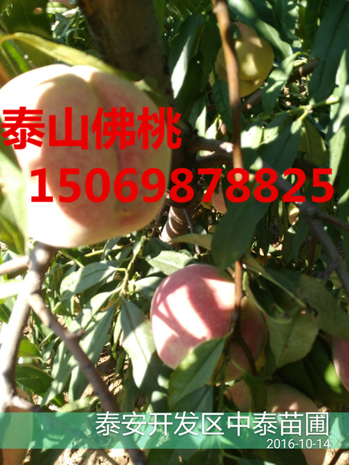 黔西南桃树苗品种