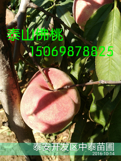 阿拉善桃树占地苗价格