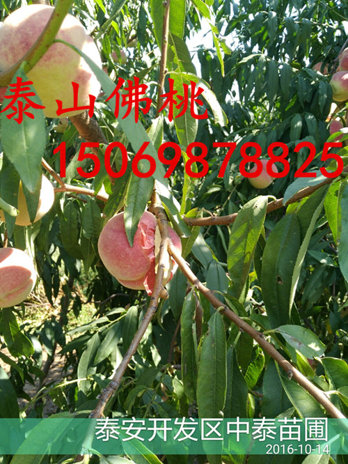 黔西南桃树苗品种