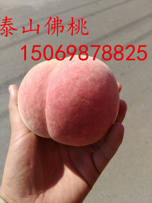 黔西南桃树苗品种