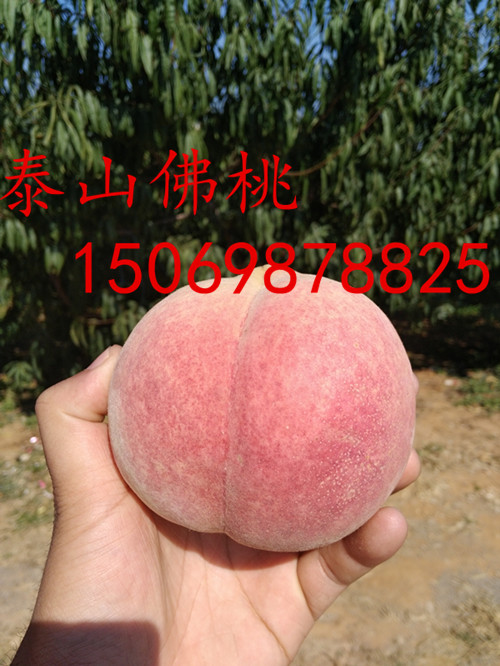 阿拉善桃树占地苗价格