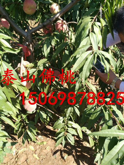阿拉善桃树占地苗价格