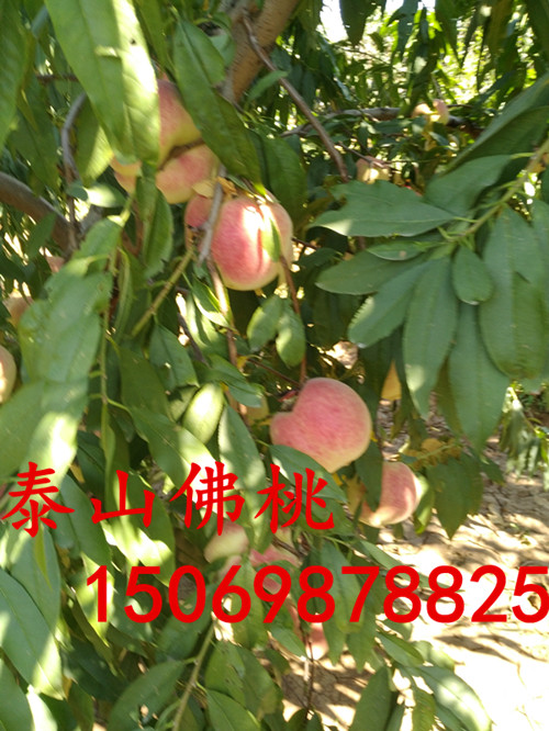 阿拉善桃树占地苗价格
