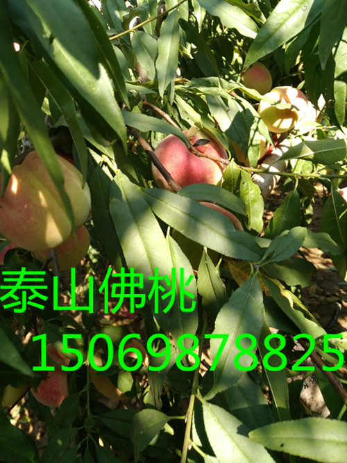 黔西南桃树苗品种