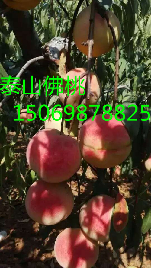 黔西南桃树苗品种