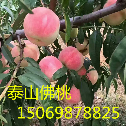 阿拉善桃树占地苗价格