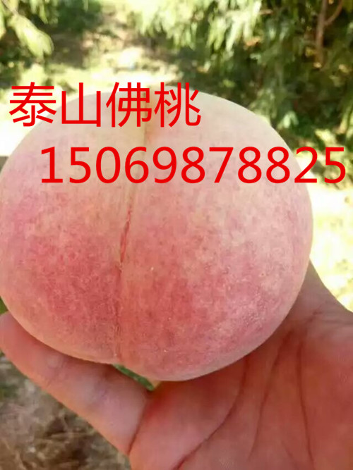 黔西南桃树苗品种