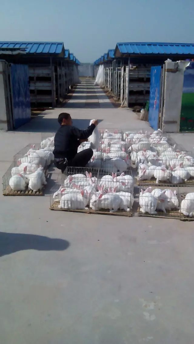 嘉祥县先顺养殖专业合作社