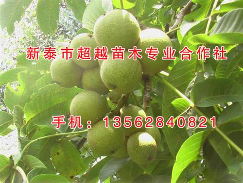 核桃苗_新泰超越苗木_薄壳丰一号核桃苗&nbsp;&nbsp;山东核桃苗&nbsp;&nbsp;香玲核桃苗
