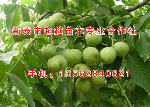 8518核桃苗、核桃苗、新泰超越苗木(多&nbsp;&nbsp;温185核桃苗&nbsp;&nbsp;元丰核桃苗