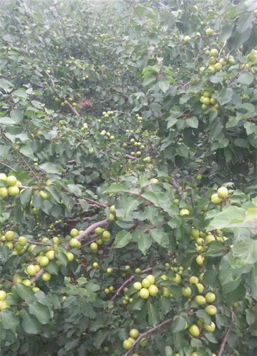 一公分珍珠油杏,珍珠油杏,新泰超越苗木( 四公分珍珠油杏 3公分珍珠油杏