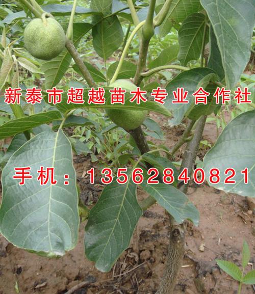 核桃苗|新泰超越苗木|核桃苗批发&nbsp;&nbsp;纸皮核桃核桃苗&nbsp;&nbsp;四公分核桃苗