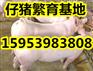 仔猪批发价格行情
