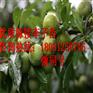 贵州晚熟青脆李子苗