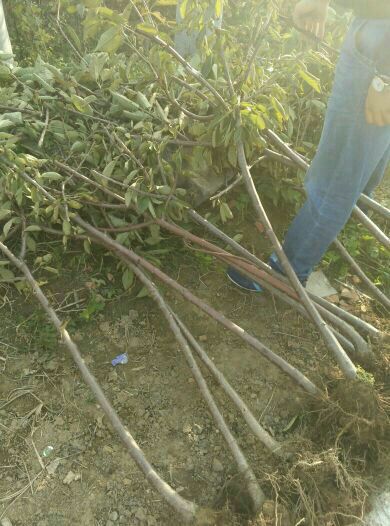 洛阳短枝苹果树苗多少钱一棵