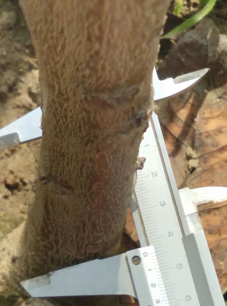 洛阳短枝苹果树苗多少钱一棵