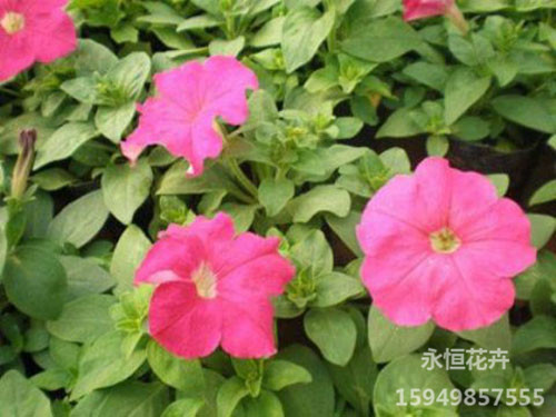 【LOOK！】宿根花卉批发基地【热销中】&nbsp;&nbsp;宿根花卉种植基地