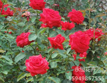 refuel ~【丰花月季供货商】【树状&nbsp;&nbsp;树状月季批发基地&nbsp;&nbsp;大叶黄杨基地