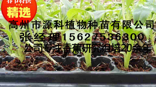 佛山香蕉苗_二级香蕉苗批价格  厂家价格