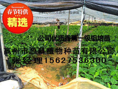昭通香蕉苗_一级香蕉苗1元一株  厂家价格