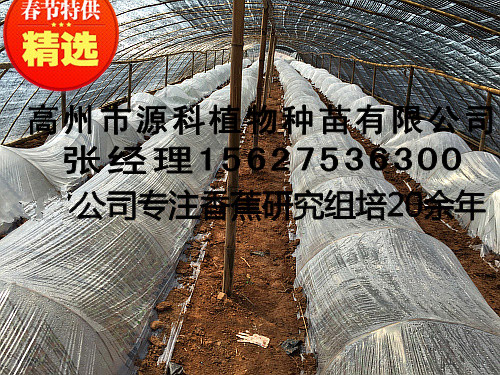 贵港香蕉苗_香蕉大棚杯苗培育基地  厂家价格