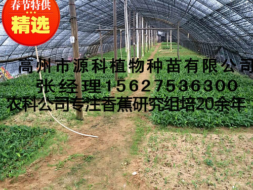 百色香蕉苗_广粉一号粉蕉苗  厂家价格