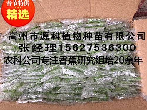 信宜香蕉苗_香蕉组培袋苗报价  厂家价格