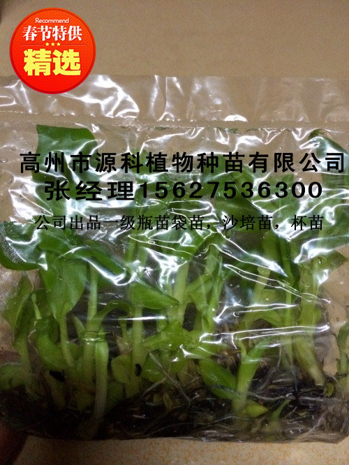 吴川香蕉苗_香蕉组培袋苗价格  厂家价格