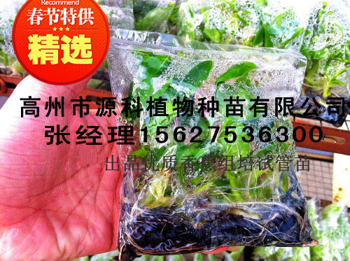 汕尾香蕉苗_一级香蕉苗培育基地  厂家价格