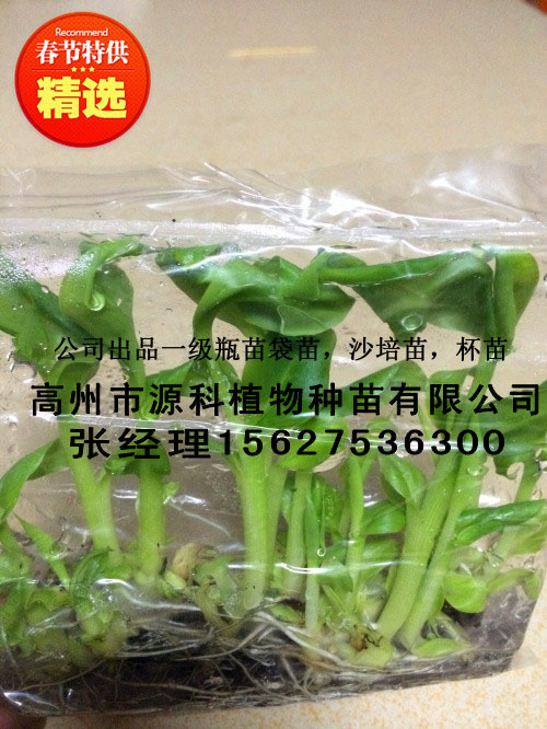 肇庆香蕉苗_广西农科院优质香蕉苗苗场直销  厂家价格
