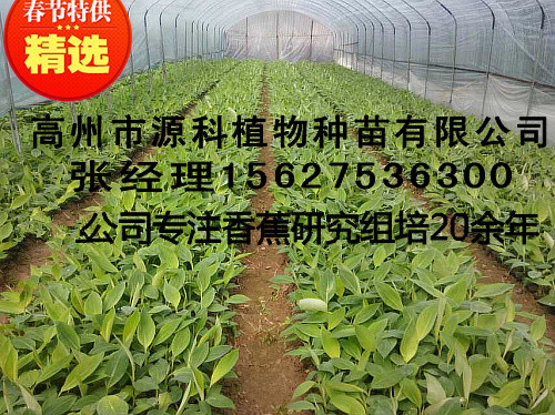 澄海香蕉苗_二级大棚脱毒杯苗  厂家价格