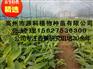 肇庆香蕉苗_香蕉二级杯苗报价