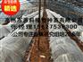 贵港香蕉苗_香蕉大棚杯苗培育基地