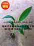 东兴香蕉苗_一级香蕉苗报价