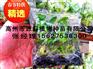 汕尾香蕉苗_一级香蕉苗培育基地