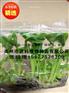 肇庆香蕉苗_广西农科院优质香蕉苗苗场直销