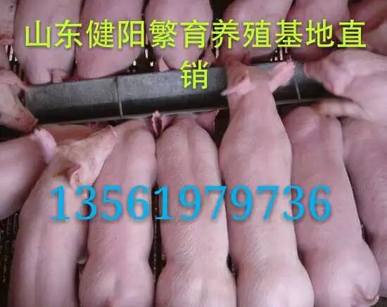 山东健阳仔猪养殖批发基地&nbsp;&nbsp;仔猪基地批发&nbsp;&nbsp;苗猪批发
