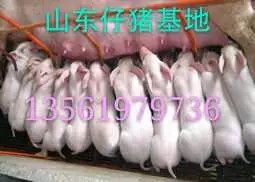 山东健阳仔猪养殖批发基地&nbsp;&nbsp;仔猪基地批发&nbsp;&nbsp;苗猪批发