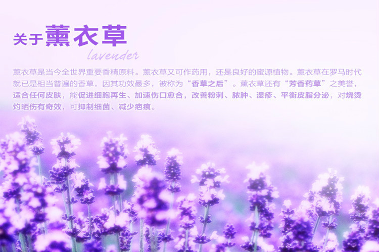 大量出售薰衣草种子新疆薰衣草种