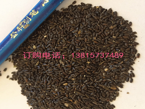 大量出售薰衣草种子新疆薰衣草种