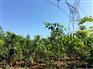 广东降香黄檀|广东黄花梨中苗供应基地