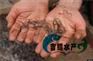 广州河鳗鱼苗批发