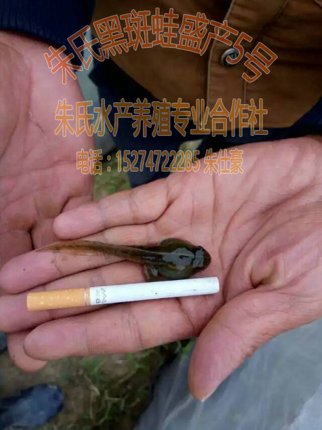 野生驯化的黑斑青蛙苗 益阳优惠的黑斑青蛙  黑斑蛙苗
